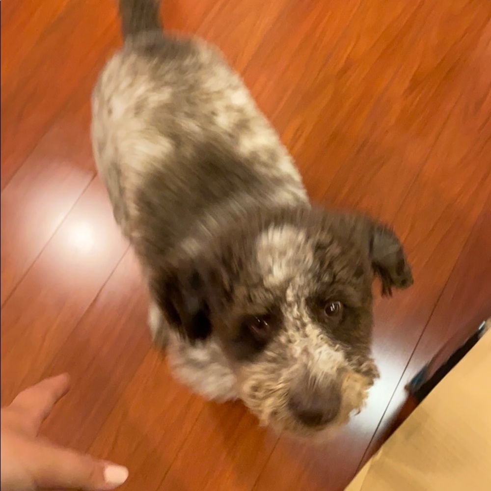 Meet your Posher, Pamela